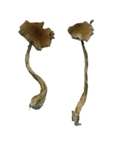 Alacabenzi Zauberpilze