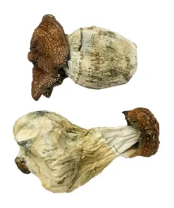 Zauberpilz-Dinosauriereier