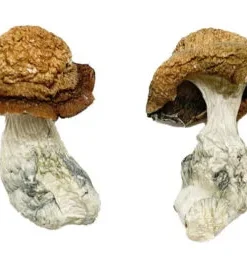 Makilla Gorilla Zauberpilze