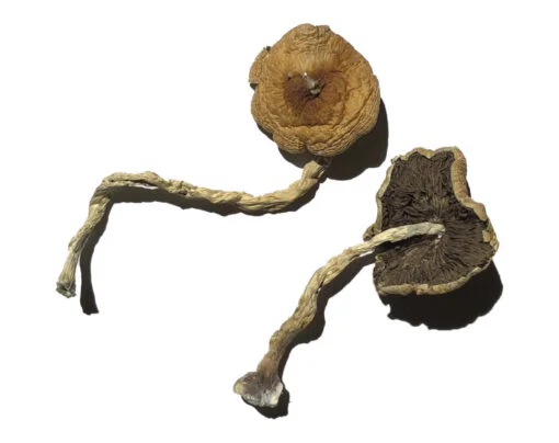 PF Klassische Zauberpilze