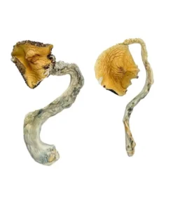 Zauberpilze aus Panama