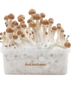 FreshMushrooms® B+ XP Pilzzuchtset