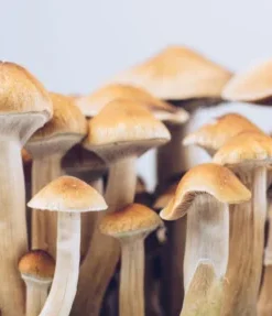 Enigma Magische Pillendose (Brainiac)