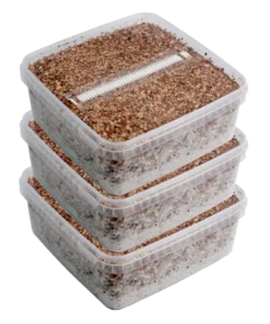 GetMagic® 3XL Zauberpilz-Zuchtset