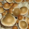 PES Hawaii Cubensis Sporen