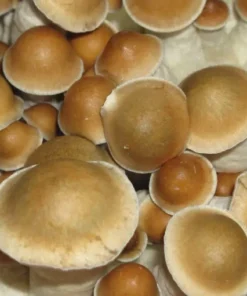 PES Hawaii Cubensis Sporen