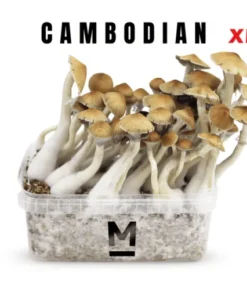 Cambodia XL Zauberpilz-Zuchtset von Mondo®