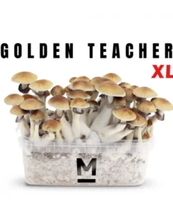 Mondo® Golden Teacher XL Zauberpilz-Zuchtset