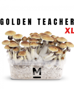 Mondo® Golden Teacher Zauberpilz-Zuchtset