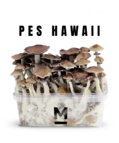 Hawaiian PES Zauberpilz-Zuchtset von Mondo®