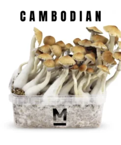 Zauberpilz-Zuchtset Kambodscha von Mondo®