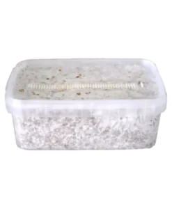 Colombia XP Zauberpilz-Zuchtset von FreshMushrooms®