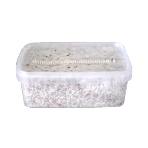 Colombia XP Zauberpilz-Zuchtset von FreshMushrooms®