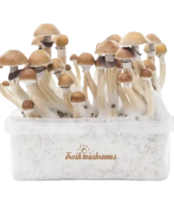 FreshMushrooms® McKennaii XP Zauberpilz-Zuchtset