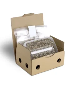 Steriles Magic Mushroom Substrat für p. Cubensis gross