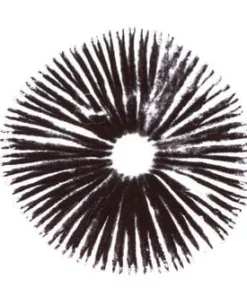 Psilocybe Cubensis Thai Ban Hua Sporenabdruck