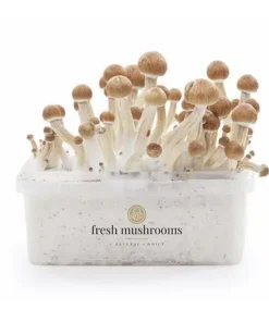 Zauberpilz-Zuchtset Ecuador XP from FreshMushrooms®