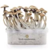 Golden Teacher XP Zauberpilz-Zuchtset von FreshMushrooms®