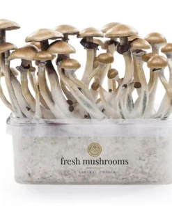 Golden Teacher XP Zauberpilz-Zuchtset von FreshMushrooms®