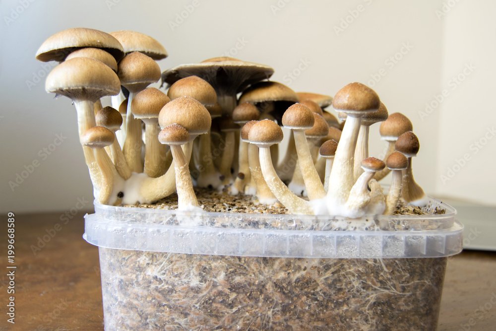 Magic Mushroom Growing Kit